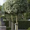 Olijfwilg Als Boom (Elaeagnus Ebbingei) -Groene Wereld elaeagnus x ebbingei01