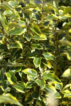 Bontbladige Olijfwilg Als Boom (Elaeagnus Ebbingei 'Gilt Edge') -Groene Wereld elaeagnusgiltedgev01 1