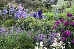 Borderpakket Engelse Rozen (2 M²)