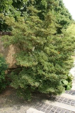 Pronkklokje (Enkianthus Campanulatus) -Groene Wereld enkianthus campanulatus