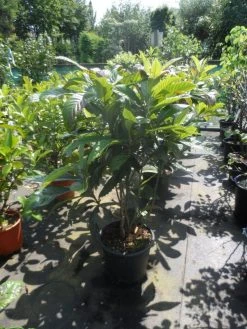 Japanse Mispel Als Boom (Eriobotrya Japonica) -Groene Wereld eriobotrya japonica 80 100 125 c35