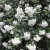 Escallonia (Escallonia 'Iveyi') 2 Escallonia (Escallonia 'Iveyi') -Groene Wereld escallonia iveyi 1