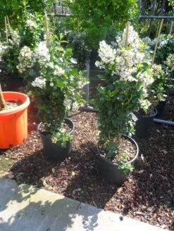 Escallonia (Escallonia 'Iveyi') -Groene Wereld escallonia iveyi c10 1