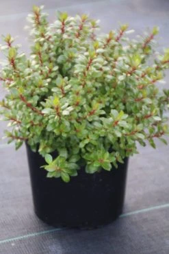 Escallonia (Escallonia 'Red Dream') -Groene Wereld escallonia red dream 1