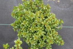 Escallonia (Escallonia 'Red Dream') -Groene Wereld escallonia red dream 2