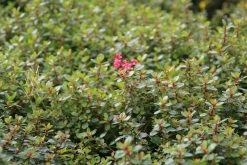 Escallonia (Escallonia 'Red Dream') -Groene Wereld escallonia red dream 3