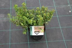 Escallonia (Escallonia 'Red Dream') -Groene Wereld escallonia red dream 6