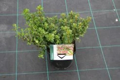 Escallonia (Escallonia 'Red Dream') -Groene Wereld escallonia red dream 7