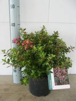 Escallonia (Escallonia 'Red Dream') -Groene Wereld escalonia red dream c3 20 08 2017