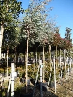 Eucalyptus Als Boom (Eucalyptus Gunnii) -Groene Wereld eucalypthus gunii 10 12