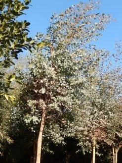 Eucalyptus Als Boom (Eucalyptus Gunnii) -Groene Wereld eucalypthus gunii 10 12 2