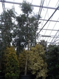 Eucalyptus Als Boom (Eucalyptus Gunnii) -Groene Wereld eucalyptus