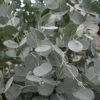 Winterharde Eucalyptus (Eucalyptus Gunnii 'Azura') -Groene Wereld eucalyptus azura zoom