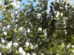 Eucalyptus Als Boom (Eucalyptus Gunnii) -Groene Wereld eucalyptus gunni