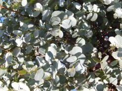 Eucalyptus Als Boom (Eucalyptus Gunnii) -Groene Wereld eucalyptus gunnii