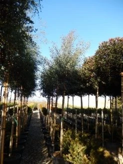 Eucalyptus Als Boom (Eucalyptus Gunnii) -Groene Wereld eucalyptus gunnii 12 14 2