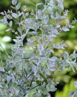 Eucalyptus Als Boom (Eucalyptus Gunnii) -Groene Wereld eucalyptus gunnii 2