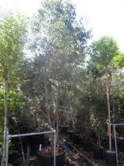 Winterharde Gomboom (Eucalyptus Gunnii) -Groene Wereld eucalyptus gunnii 250 300 c110 meerstammig