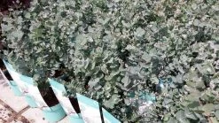 Winterharde Eucalyptus (Eucalyptus Gunnii 'Azura') 15 Winterharde Eucalyptus (Eucalyptus Gunnii 'Azura') -Groene Wereld eucalyptusazura01