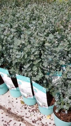 Winterharde Eucalyptus (Eucalyptus Gunnii 'Azura') 14 Winterharde Eucalyptus (Eucalyptus Gunnii 'Azura') -Groene Wereld eucalyptusazura02