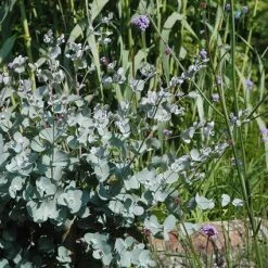 Eucalyptus Als Boom (Eucalyptus Gunnii) -Groene Wereld eugunnii 8