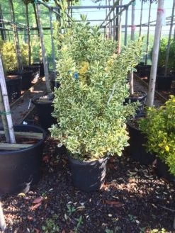 Kardinaalshoed (Euonymus Japonicus 'Bravo') -Groene Wereld euonymus japonica bravo 80100