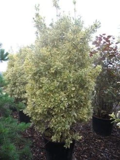 Kardinaalshoed (Euonymus Japonicus 'Bravo') -Groene Wereld euonymus japonicus bravo 200 250 c150