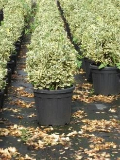 Kardinaalshoed Als Bol (Euonymus Japonicus 'Bravo') -Groene Wereld euonymus japonicus bravo 1