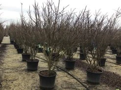 Meerstammige Kardinaalshoed (Euonymus Alatus) -Groene Wereld euonymusalatusmeerstam