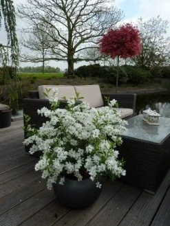 Exochorda (Exochorda Macrantha 'The Bride') -Groene Wereld exochorda 11
