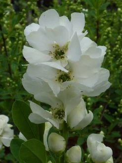 Exochorda (Exochorda Macrantha 'The Bride') -Groene Wereld exochorda 1 2