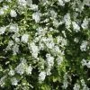 Exochorda (Exochorda Macrantha 'The Bride') -Groene Wereld exochorda macrantha the bride