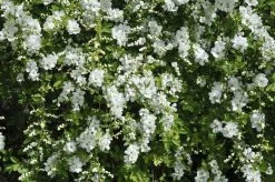Exochorda (Exochorda Macrantha 'The Bride')