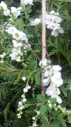 Exochorda (Exochorda Macrantha 'The Bride') -Groene Wereld exochorda the bride