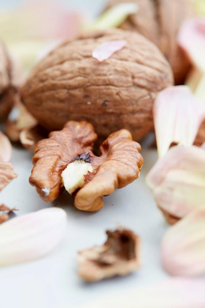 Grote Walnoot (Juglans Regia) 4 Grote Walnoot (Juglans Regia) - Afbeelding 2