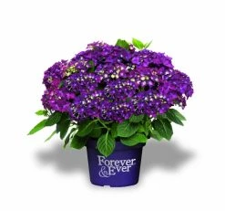 Hortensia Paars (Hydrangea 'Forever&Ever') -Groene Wereld f e packshot purple rgb