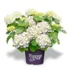 Hortensia Wit (Hydrangea 'Forever&Ever') 2 Hortensia Wit (Hydrangea 'Forever&Ever') -Groene Wereld f e packshot white rgb 1