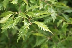 Varenbeuk (Fagus Syvatica 'Asplenifolia' ) 13 Varenbeuk (Fagus Syvatica 'Asplenifolia' ) -Groene Wereld fagus syl. aspleniifolia 1 1