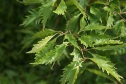 Varenbeuk (Fagus Syvatica 'Asplenifolia' ) 11 Varenbeuk (Fagus Syvatica 'Asplenifolia' ) -Groene Wereld fagus syl. aspleniifolia 2 1