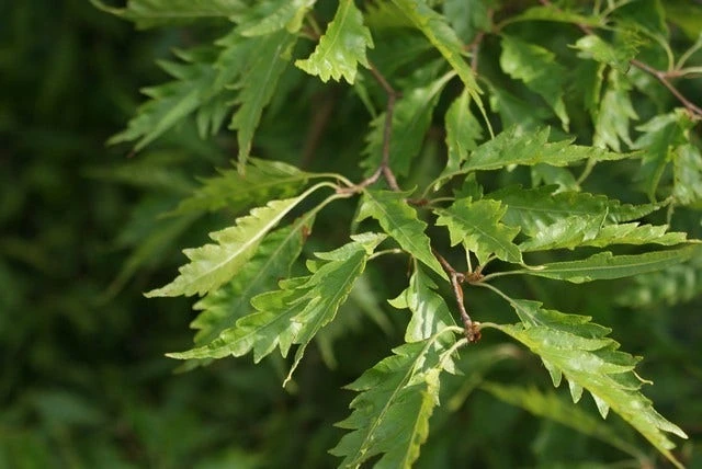 Varenbeuk (Fagus Syvatica 'Asplenifolia' ) 6 Varenbeuk (Fagus Syvatica 'Asplenifolia' ) - Afbeelding 4