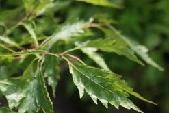 Varenbeuk (Fagus Syvatica 'Asplenifolia' ) 12 Varenbeuk (Fagus Syvatica 'Asplenifolia' ) -Groene Wereld fagus syl. aspleniifolia 3 1