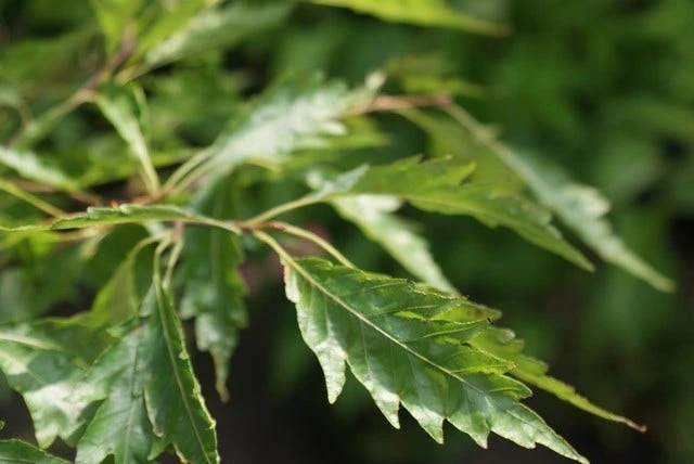 Varenbeuk (Fagus Syvatica 'Asplenifolia' ) 7 Varenbeuk (Fagus Syvatica 'Asplenifolia' ) - Afbeelding 5