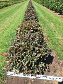 Rode Beuk Als Bolvorm (Fagus Sylvatica 'Atropunicea') -Groene Wereld fagus syl. atropunicea 60 cm breed platte bol drkl
