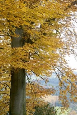 Beukenboom (Fagus Sylvatica) 17 Beukenboom (Fagus Sylvatica) -Groene Wereld fagus sylvatica02