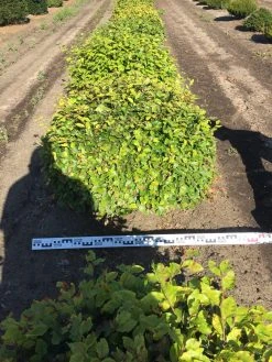 Beuk Als Bolvorm (Fagus Sylvatica) -Groene Wereld fagus sylvatica 100 cm breed platte bol drkl