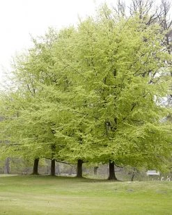 Beukenboom (Fagus Sylvatica)