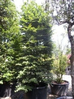 Beukenboom (Fagus Sylvatica) 20 Beukenboom (Fagus Sylvatica) -Groene Wereld fagus sylvatica 300 350 c500 zuil