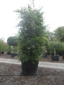 Beukenboom (Fagus Sylvatica) 21 Beukenboom (Fagus Sylvatica) -Groene Wereld fagus sylvatica 300 350 c750 zuil