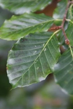 Beukenboom (Fagus Sylvatica) 15 Beukenboom (Fagus Sylvatica) -Groene Wereld fagus sylvatica 5