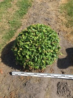 Beuk Als Bolvorm (Fagus Sylvatica) -Groene Wereld fagus sylvatica 70 cm breed bol drkl